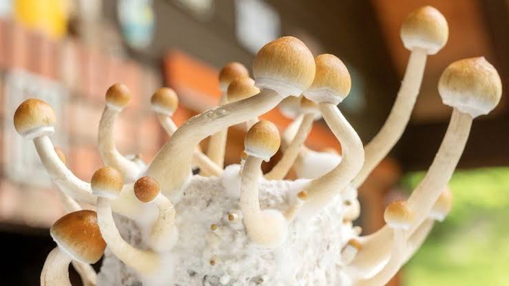 Shrooms – How We Can Use Them At Home?